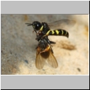 Crabro peltarius - Grabwespe w18a 11mm beim Nestanflug - Sandgrube Niedringhaussee.jpg